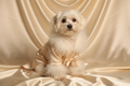 Champagne Feather-Trim Dog Robe