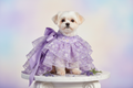 Lavender Floral Chiffon Dog Dress